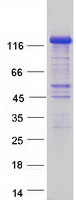 FNIP2 Protein - Purified recombinant protein FNIP2 was analyzed by SDS-PAGE gel and Coomassie Blue Staining