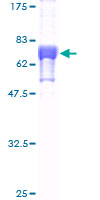 FNTB Protein - 12.5% SDS-PAGE of human FNTB stained with Coomassie Blue