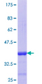 FNTB Protein - 12.5% SDS-PAGE Stained with Coomassie Blue.