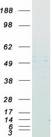 FNTB Protein - Purified recombinant protein FNTB was analyzed by SDS-PAGE gel and Coomassie Blue Staining
