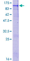 FOLH1 / PSMA Protein - 12.5% SDS-PAGE of human FOLH1 stained with Coomassie Blue