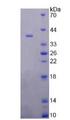 FOLH1 / PSMA Protein - Recombinant  Glutamate Carboxypeptidase II By SDS-PAGE