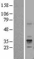FOLR1 / Folate Receptor Alpha Protein - Western validation with an anti-DDK antibody * L: Control HEK293 lysate R: Over-expression lysate