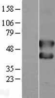 FOS / c-FOS Protein - Western validation with an anti-DDK antibody * L: Control HEK293 lysate R: Over-expression lysate