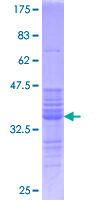 FOS / c-FOS Protein - 12.5% SDS-PAGE Stained with Coomassie Blue.
