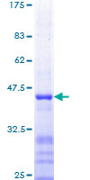FOSB Protein - 12.5% SDS-PAGE Stained with Coomassie Blue.