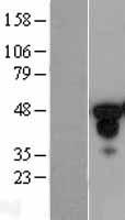 FOXA1 Protein - Western validation with an anti-DDK antibody * L: Control HEK293 lysate R: Over-expression lysate