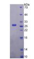 FOXA1 Protein - Recombinant  Forkhead Box Protein A1 By SDS-PAGE