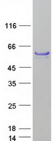 FOXA1 Protein - Purified recombinant protein FOXA1 was analyzed by SDS-PAGE gel and Coomassie Blue Staining