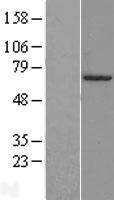 FOXA3 Protein - Western validation with an anti-DDK antibody * L: Control HEK293 lysate R: Over-expression lysate