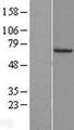 FOXA3 Protein - Western validation with an anti-DDK antibody * L: Control HEK293 lysate R: Over-expression lysate