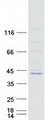 FOXB1 Protein - Purified recombinant protein FOXB1 was analyzed by SDS-PAGE gel and Coomassie Blue Staining