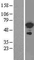 FOXC2 Protein - Western validation with an anti-DDK antibody * L: Control HEK293 lysate R: Over-expression lysate