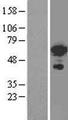 FOXC2 Protein - Western validation with an anti-DDK antibody * L: Control HEK293 lysate R: Over-expression lysate
