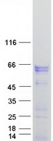 FOXC2 Protein - Purified recombinant protein FOXC2 was analyzed by SDS-PAGE gel and Coomassie Blue Staining