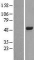FOXD4 Protein - Western validation with an anti-DDK antibody * L: Control HEK293 lysate R: Over-expression lysate