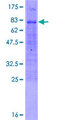 FOXD4 Protein - 12.5% SDS-PAGE of human FOXD4 stained with Coomassie Blue