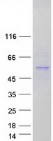 FOXD4 Protein - Purified recombinant protein FOXD4 was analyzed by SDS-PAGE gel and Coomassie Blue Staining