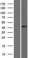 FOXD4L1 / FOXD5 Protein - Western validation with an anti-DDK antibody * L: Control HEK293 lysate R: Over-expression lysate