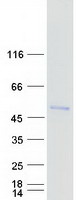 FOXD4L1 / FOXD5 Protein - Purified recombinant protein FOXD4L1 was analyzed by SDS-PAGE gel and Coomassie Blue Staining