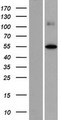 FOXD4L2 Protein - Western validation with an anti-DDK antibody * L: Control HEK293 lysate R: Over-expression lysate