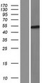 FOXD4L6 Protein - Western validation with an anti-DDK antibody * L: Control HEK293 lysate R: Over-expression lysate