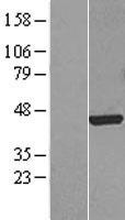 FOXF1 Protein - Western validation with an anti-DDK antibody * L: Control HEK293 lysate R: Over-expression lysate