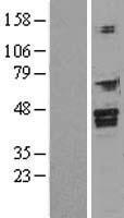 FOXI1 Protein - Western validation with an anti-DDK antibody * L: Control HEK293 lysate R: Over-expression lysate