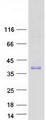 FOXI1 Protein - Purified recombinant protein FOXI1 was analyzed by SDS-PAGE gel and Coomassie Blue Staining