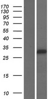 FOXI2 Protein - Western validation with an anti-DDK antibody * L: Control HEK293 lysate R: Over-expression lysate