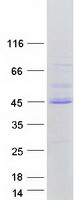 FOXI2 Protein - Purified recombinant protein FOXI2 was analyzed by SDS-PAGE gel and Coomassie Blue Staining