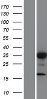 FOXL1 Protein - Western validation with an anti-DDK antibody * L: Control HEK293 lysate R: Over-expression lysate