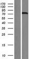FOXN1 Protein - Western validation with an anti-DDK antibody * L: Control HEK293 lysate R: Over-expression lysate