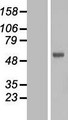 FOXN2 Protein - Western validation with an anti-DDK antibody * L: Control HEK293 lysate R: Over-expression lysate