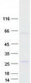 FOXN2 Protein - Purified recombinant protein FOXN2 was analyzed by SDS-PAGE gel and Coomassie Blue Staining