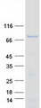 FOXO1 / FKHR Protein - Purified recombinant protein FOXO1 was analyzed by SDS-PAGE gel and Coomassie Blue Staining