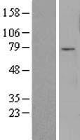 FOXO3 / FOXO3A Protein - Western validation with an anti-DDK antibody * L: Control HEK293 lysate R: Over-expression lysate