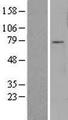 FOXO3 / FOXO3A Protein - Western validation with an anti-DDK antibody * L: Control HEK293 lysate R: Over-expression lysate