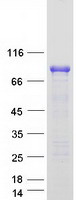 FOXO3 / FOXO3A Protein - Purified recombinant protein FOXO3 was analyzed by SDS-PAGE gel and Coomassie Blue Staining