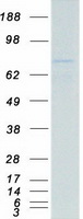 FOXO3 / FOXO3A Protein - Purified recombinant protein FOXO3 was analyzed by SDS-PAGE gel and Coomassie Blue Staining