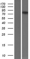 FOXP2 Protein - Western validation with an anti-DDK antibody * L: Control HEK293 lysate R: Over-expression lysate