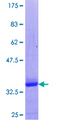 FOXP2 Protein - 12.5% SDS-PAGE of human FOXP2 stained with Coomassie Blue
