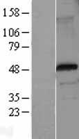 FOXP3 Protein - Western validation with an anti-DDK antibody * L: Control HEK293 lysate R: Over-expression lysate