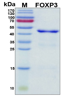 FOXP3 Protein
