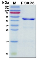 FOXP3 Protein