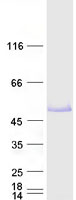 FOXP3 Protein - Purified recombinant protein FOXP3 was analyzed by SDS-PAGE gel and Coomassie Blue Staining