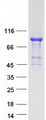 FOXP4 Protein - Purified recombinant protein FOXP4 was analyzed by SDS-PAGE gel and Coomassie Blue Staining