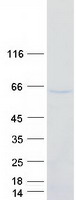 FOXQ1 Protein - Purified recombinant protein FOXQ1 was analyzed by SDS-PAGE gel and Coomassie Blue Staining