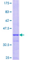 FOXS1 Protein - 12.5% SDS-PAGE Stained with Coomassie Blue.