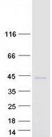 FOXS1 Protein - Purified recombinant protein FOXS1 was analyzed by SDS-PAGE gel and Coomassie Blue Staining